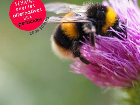 Atelier « bombes à graines » et nichoir à abeilles !