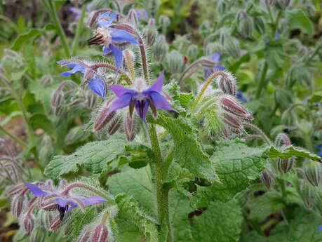 Balade nature à la découverte des délicieuses plantes sauvages automnales
