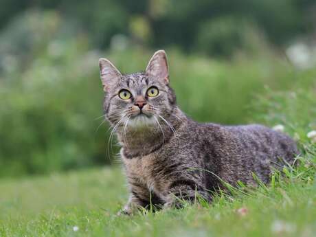 Atelier-débat, votre chat : acteur bénéfique ou maléfique de la biodiversité ?