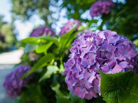 Circuit des Hortensias