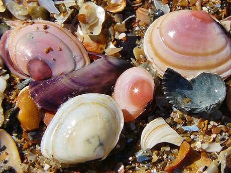 Atelier coquillages
