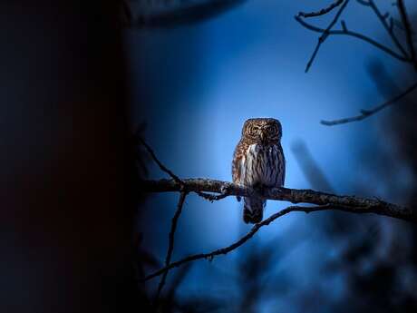 Nuit de la chouette