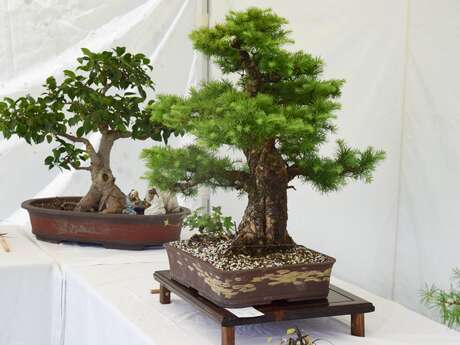 Exposition végétale avec le Brocéliande Bonsaï club aux Jardins de Brocéliande
