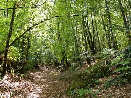 Forêt domaniale de Camors, Floranges, Lanvaux