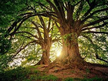 Les petites échappées : balade ludique autour des arbres