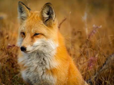 Sortie nature : Le renard et la genette