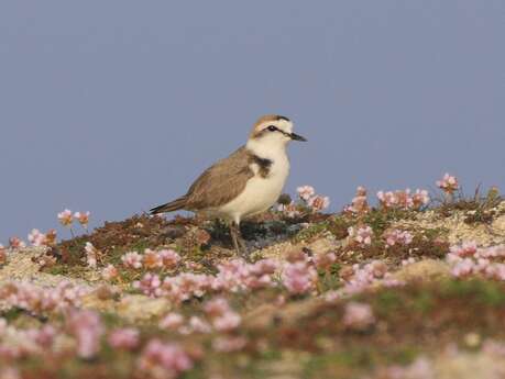 Roméo le Gravelot, un oiseau discret des dunes