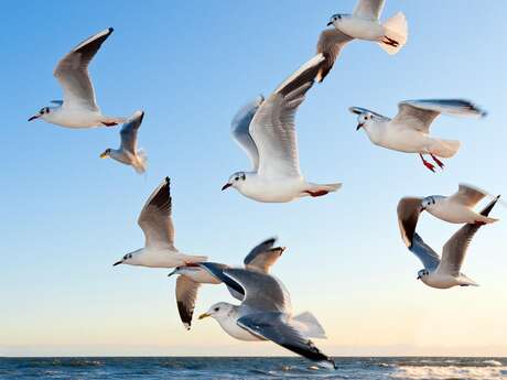 Balade automnale à la rencontre des oiseaux - Dunes Sauvages