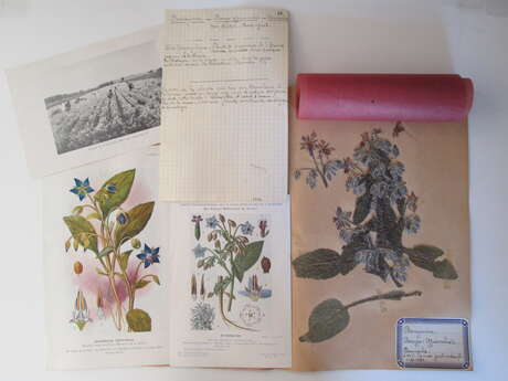 Herbier de l'Université de Rennes : outil scientifique, collection historique