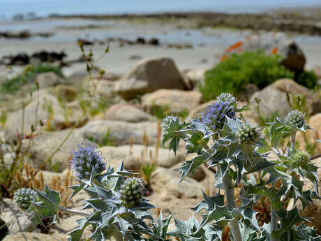 Balade découverte des plantes du littoral