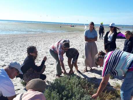 Balade découverte des plantes du littoral