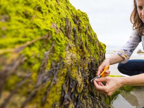 Sortie découverte des plantes du littoral et des algues à Quiberon