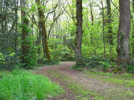Sortie découverte des plantes des sous-bois