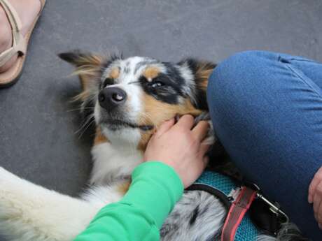 Atelier médiation animale