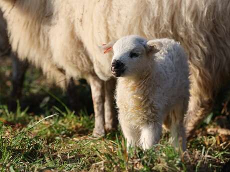 Du mouton à la toison