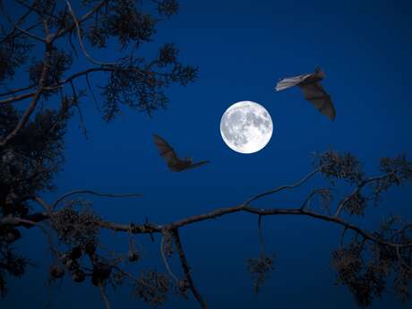 Sortie nature : Chauve-souris que fais-tu ?