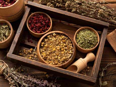 Initiez-vous à la phytothérapie et à la transformation des plantes !