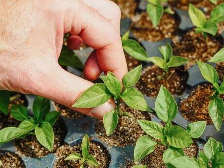 Atelier plants à la pépinière de la ferme