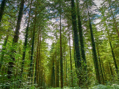 Forêt Domaniale de Pont Calleck