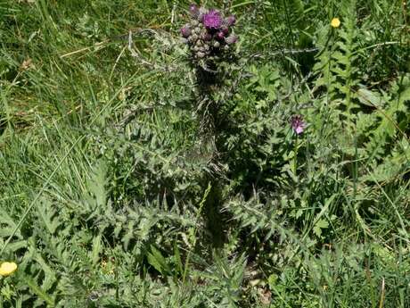 Sortie nature "découverte des délicieuses plantes sauvages"