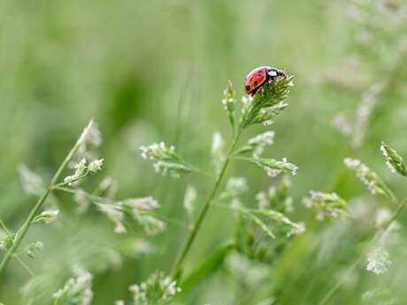 Bienvenue dans mon jardin au naturel