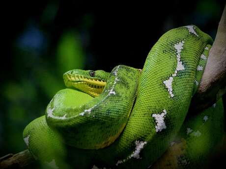 Sortie nature "Mais qui sont ces serpents ?"