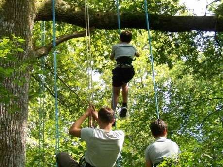 Grimpe dans les arbres