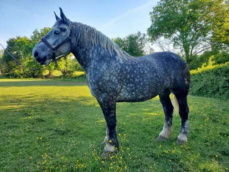 Elevage des Percherons du Verger