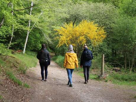 Sophro'balade au coeur de la forêt
