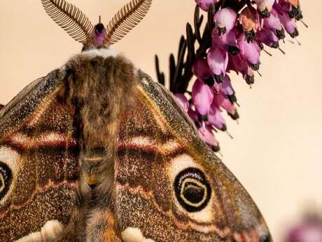 Observation des papillons de nuit