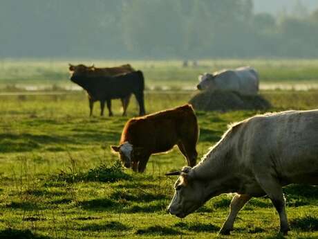 Agriculture, sol et biodiversité
