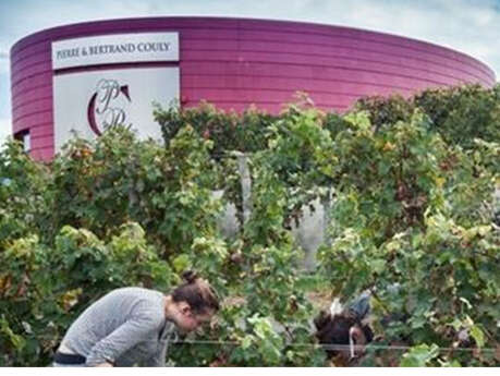 Excursion : Le vignoble du Chinon