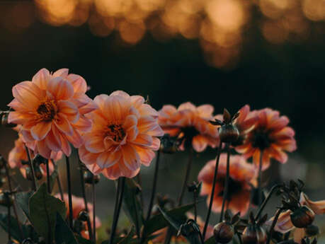 Excursion : festival des dahlias