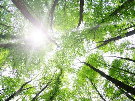 Conférence - L'arbre dans le Perche sous toutes ses formes