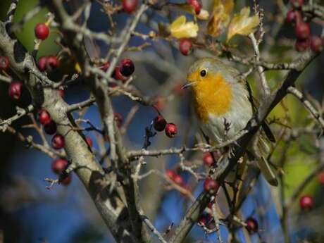 Rendez-vous nature :  Accueillir la petite faune en hiver