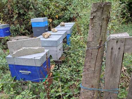Les abeilles et le miel