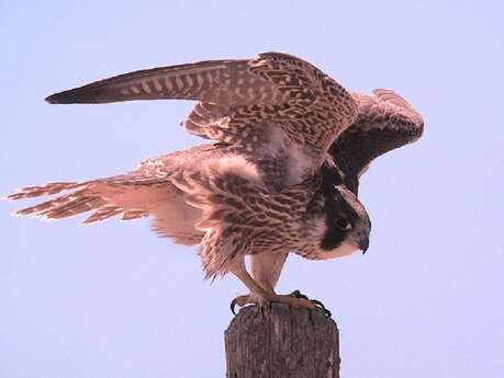 Au pays des rapaces