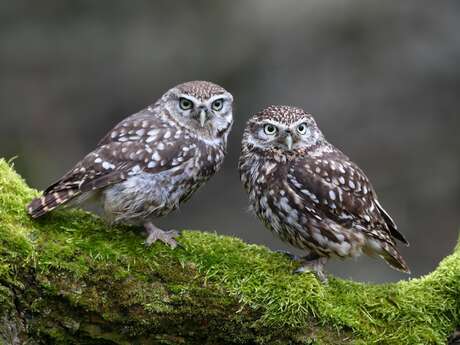 « Les oiseaux de proie, seigneurs des airs »