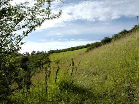 Balade nature - Chasse aux papillons