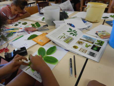 Atelier : Contribuez à la recherche sur le changement climatique ! Observer les arbres au rythme des saisons