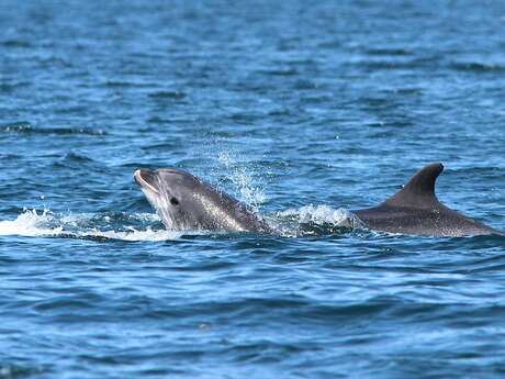 Dauphins et faune marine Dauphins et faune marine
