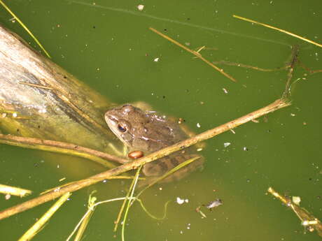 Sortie nature : À la recherche des amphibiens de la Réserve