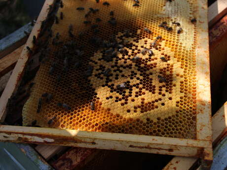 Visite découverte du conservatoire de l'abeille noire