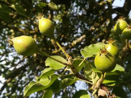 Portes ouvertes à la ferme des grimaux