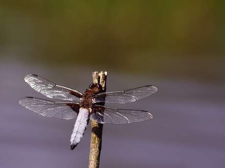 Rendez-vous nature  : Immersion dans le monde fascinant des libellules