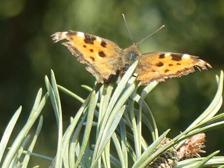Découverte de la Réserve Naturelle Régionale de la clairière forestière de Bresolettes 