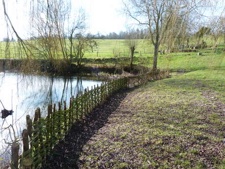 Initiation à la clôture végétale