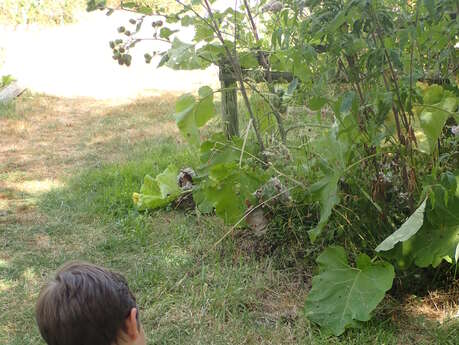 S'initier au croquis botanique