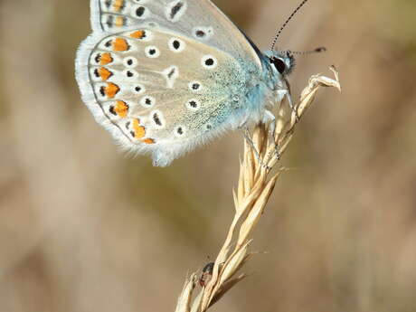 Balade nature - Chasse aux papillons