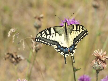 Balade nature - Chasse aux papillons